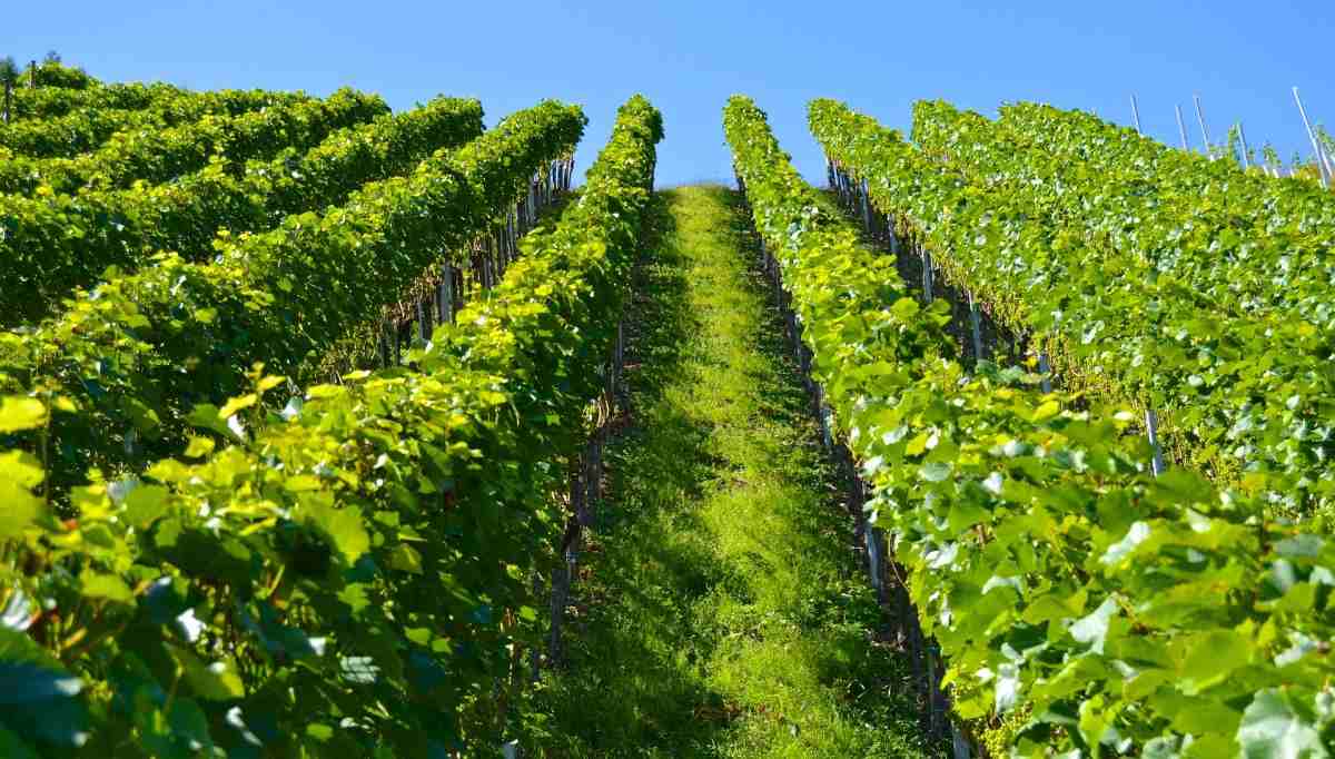 Cropping System